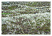  2478 - Winter grass - - 