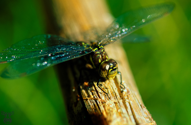 248 - Dragonfly on branch - Libelle auf Ast