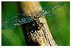  248 - Dragonfly on branch - Libelle auf Ast 
