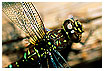  249 - Dragonfly - - 