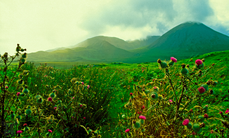 320 - Scottish Landscape with Thistles - Schottische Landschaft mit Disteln