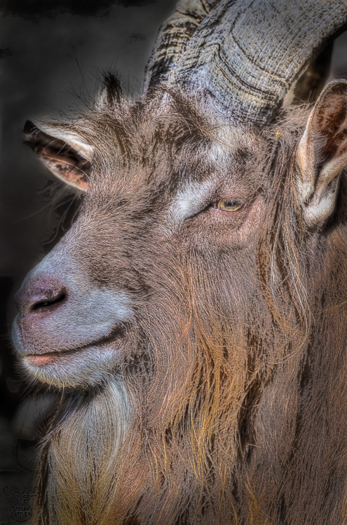 3797 - Billy goat Beast Art - Voll Bock