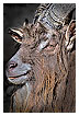  3797 - Billy goat Beast Art - Voll Bock 
