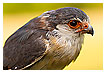  4096 - Pygmy Falcon - - 