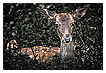  4098 - Fallow Deer Beast Art - - 