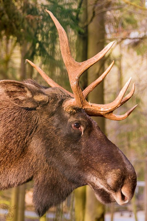 4112 - Christmas Moose Encounter - -