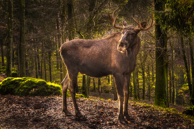 4115 - Bull Moose Beast Art - König der fränkischen Wälder