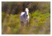  4322 - Camargue horse soft - - 