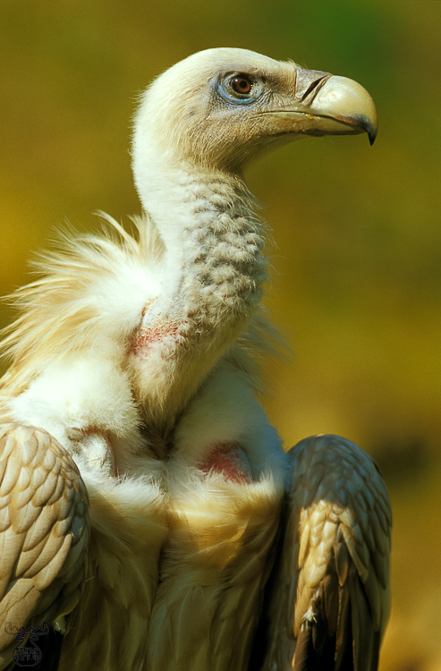 447 - Griffon vulture - Gänsegeier