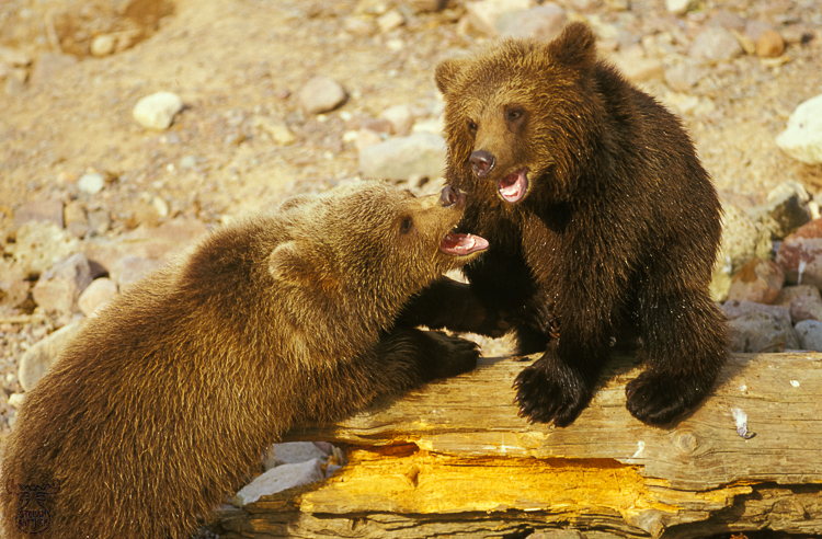 513 - Bear cubs playing - -