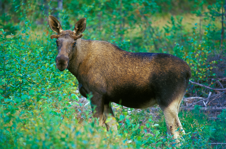 550 - A Moose called Muffel - Ein Elch namens Muffel