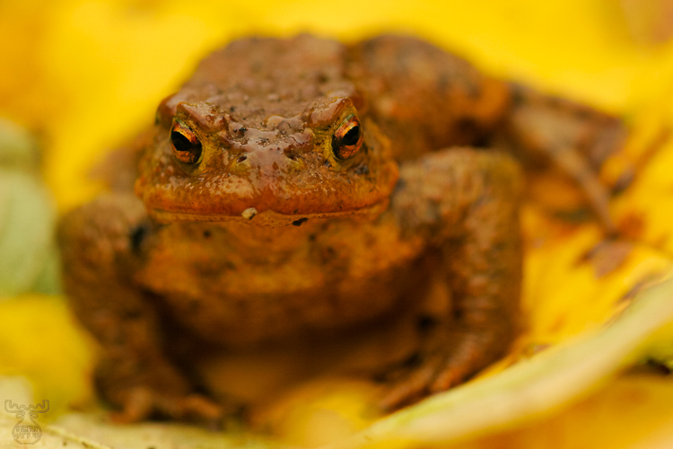 764 - Toad on leaves - Kröte auf Laub