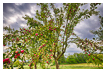  7776 - Traditional Orchard - - 