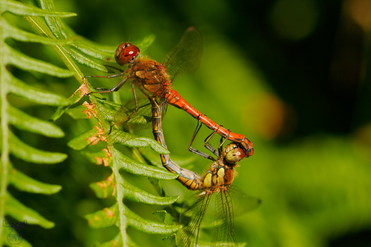 836 - Dragonflies in Love - -