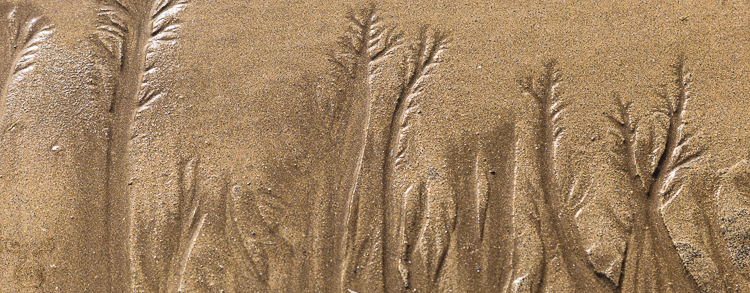 8766 - Sand water trees - -