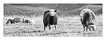  8815 - The three sheep - - 