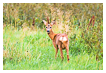  9309 - Swedish deer encounter - - 