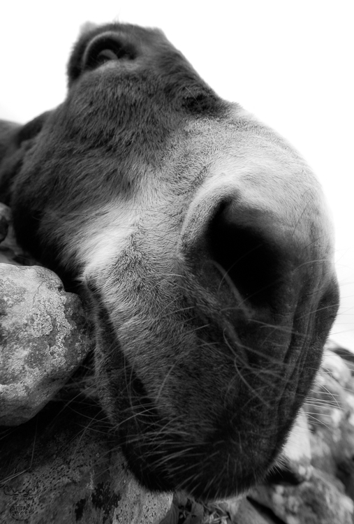 971 - Nosy donkey - -