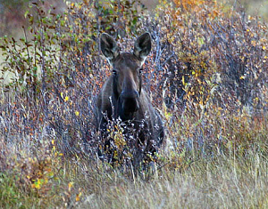 moose sightings