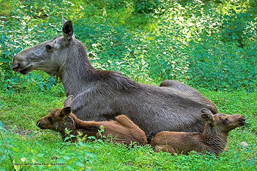 Moose Photos from Mooseman.de